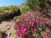 Festa di  fiori sui sentieri per la FORCELLA ROSSA da San Simone-Baita Camoscio – 21magg26 - FOTOGALLERY